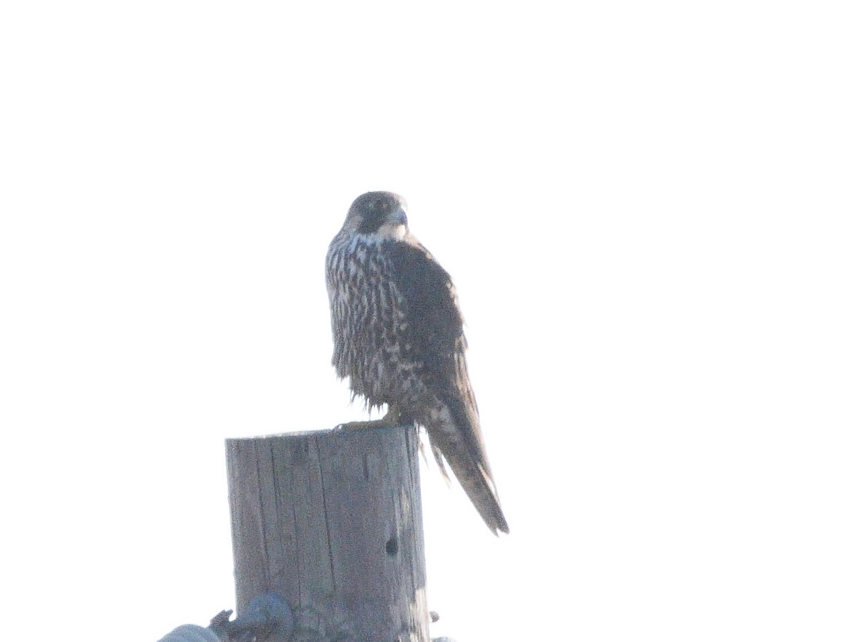 Peregrine Falcon - ML414268091