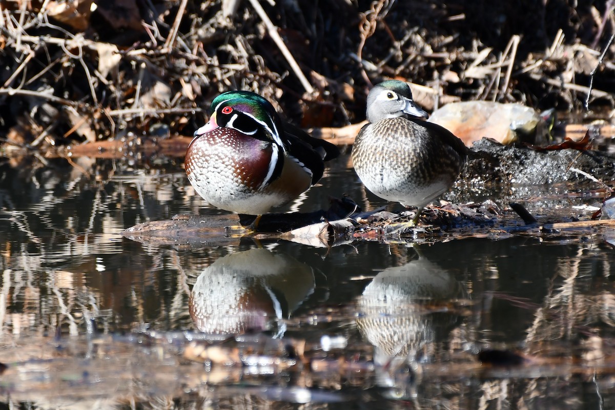 Wood Duck - Kevin Kelly