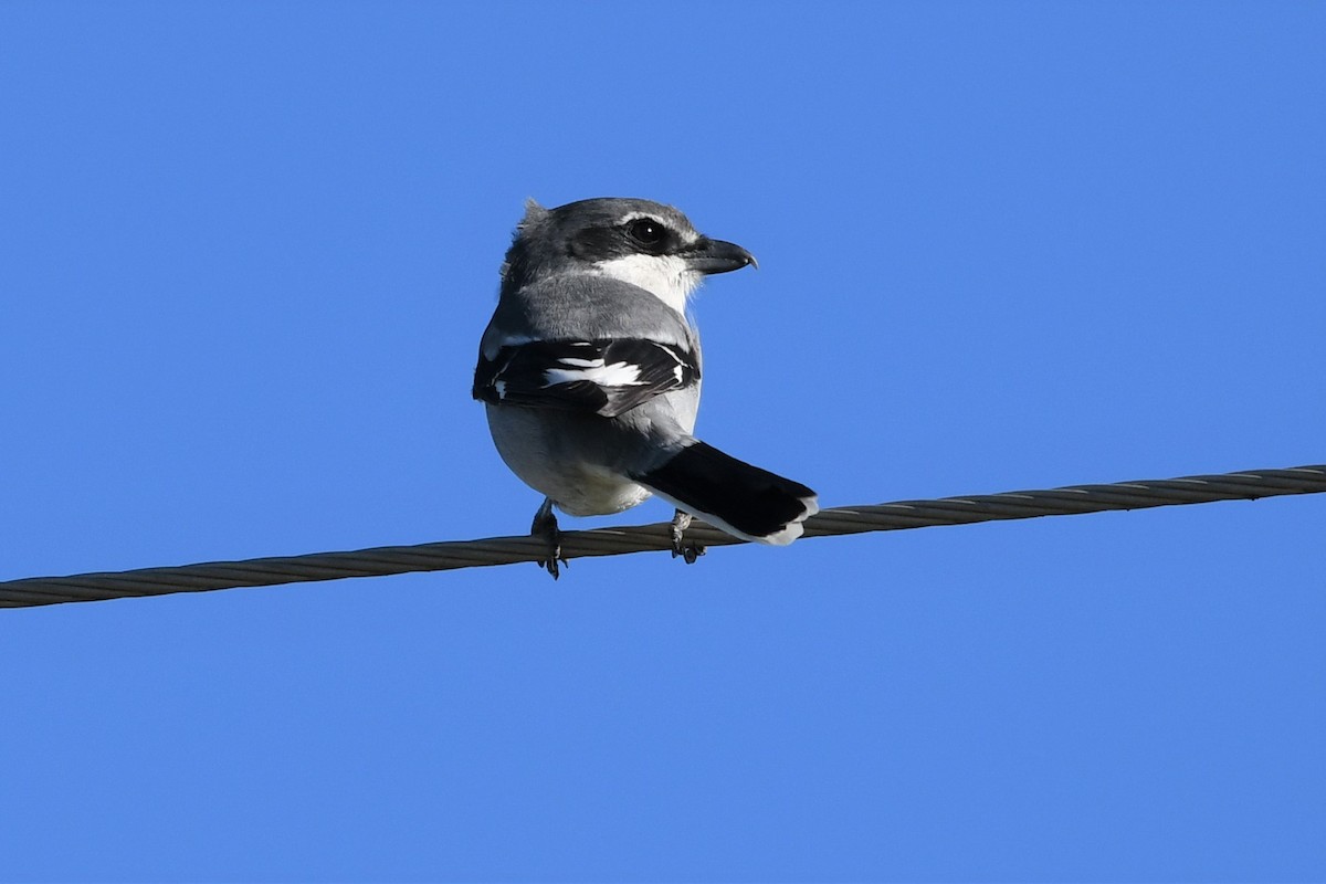Iberian Gray Shrike - ML414269531