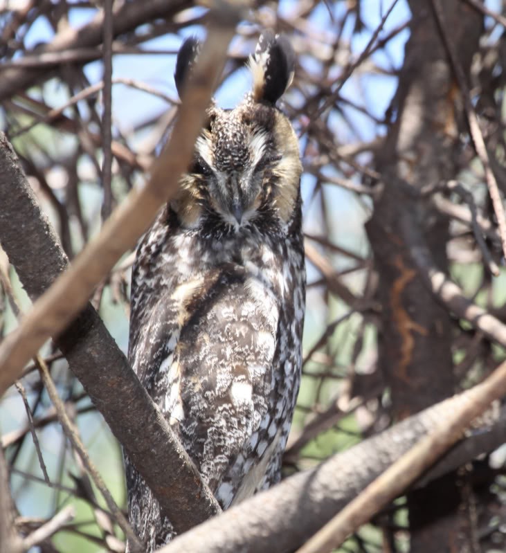 Long-eared Owl - sarah Boucas-Neto