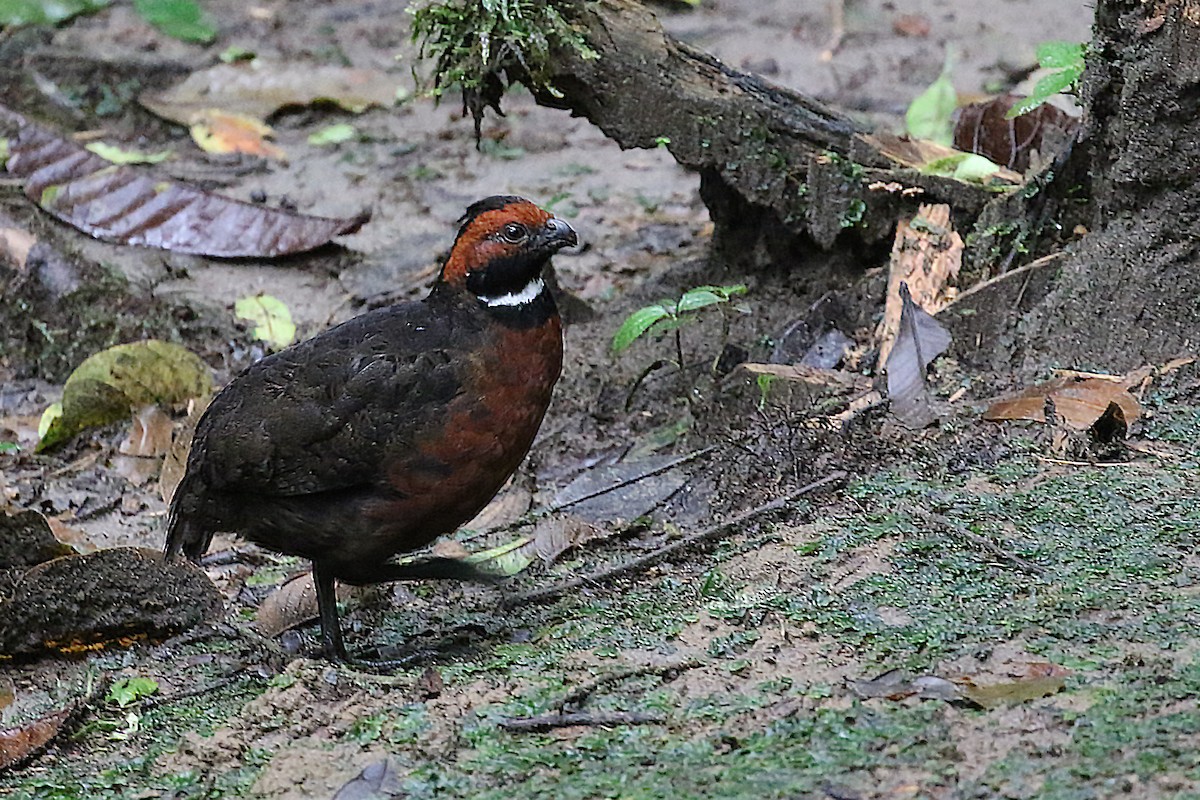 Rufous-fronted Wood-Quail - Ryan Zucker