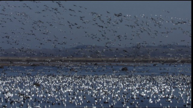 Snow Goose - ML414273