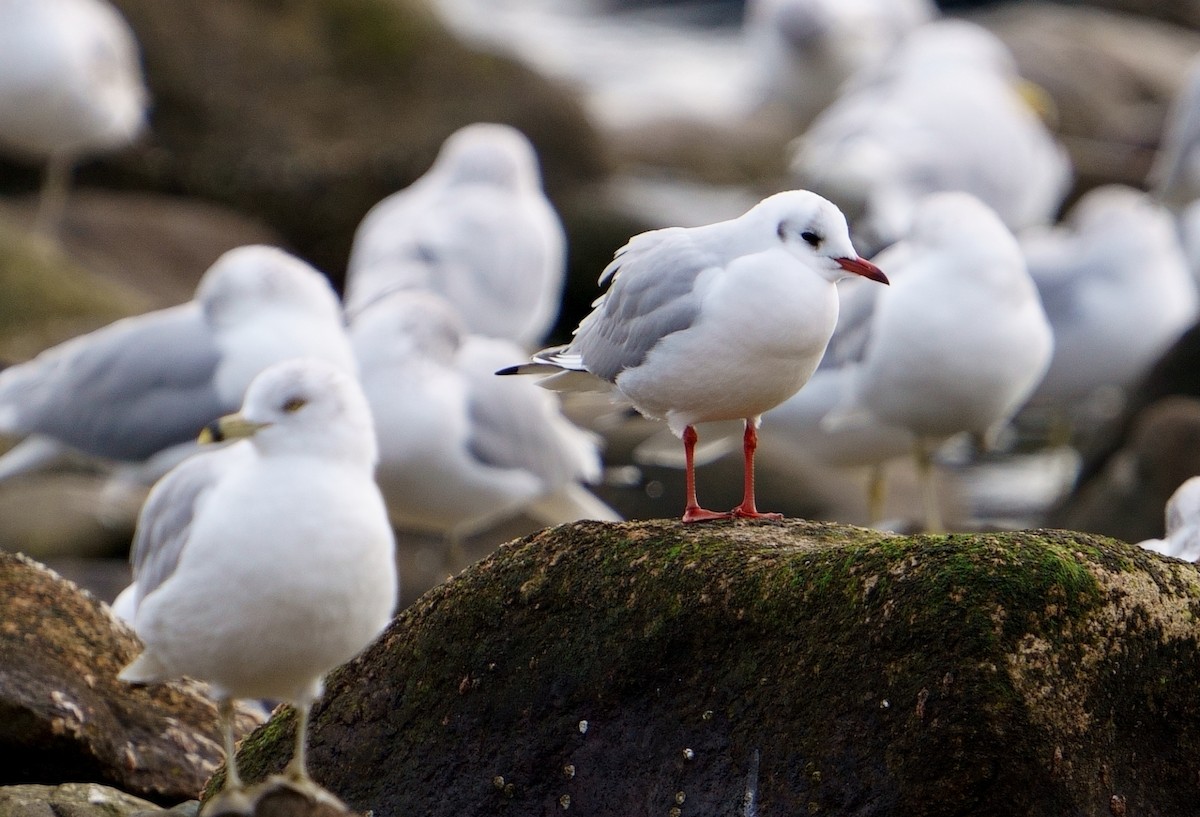 Black-headed Gull - Bill Thompson