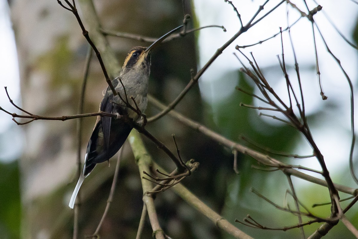 Scale-throated Hermit - ML414273151