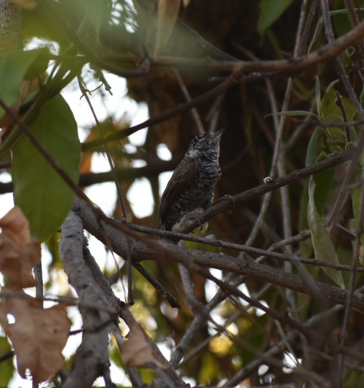 White-barred Piculet - Jazmín Morel