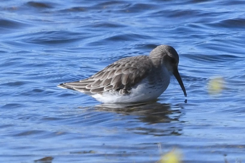 Dunlin - ML414273551