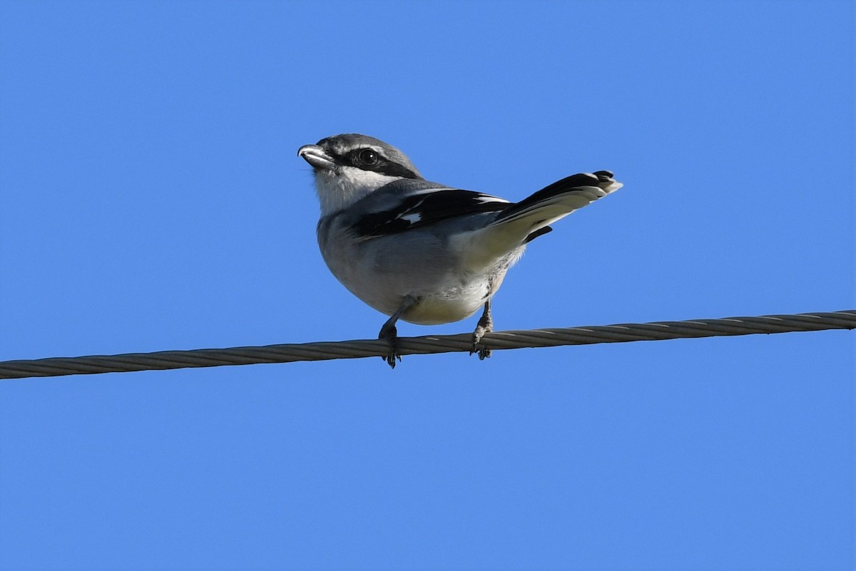 Iberian Gray Shrike - ML414273821