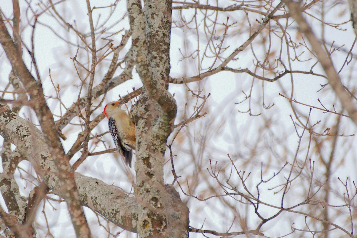 Red-bellied Woodpecker - ML414274611