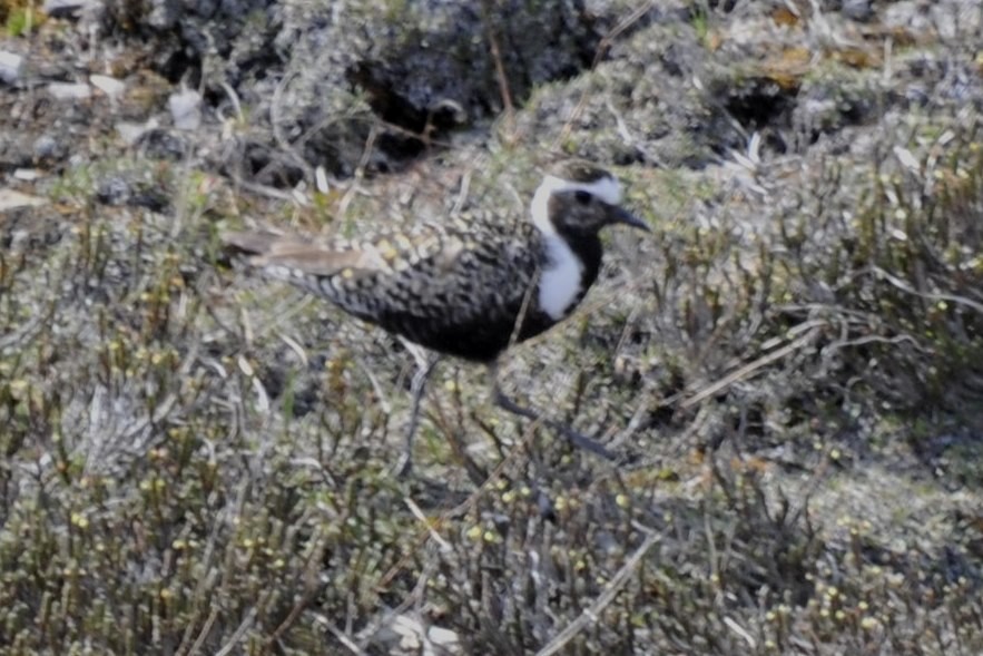 American Golden-Plover - ML41427511