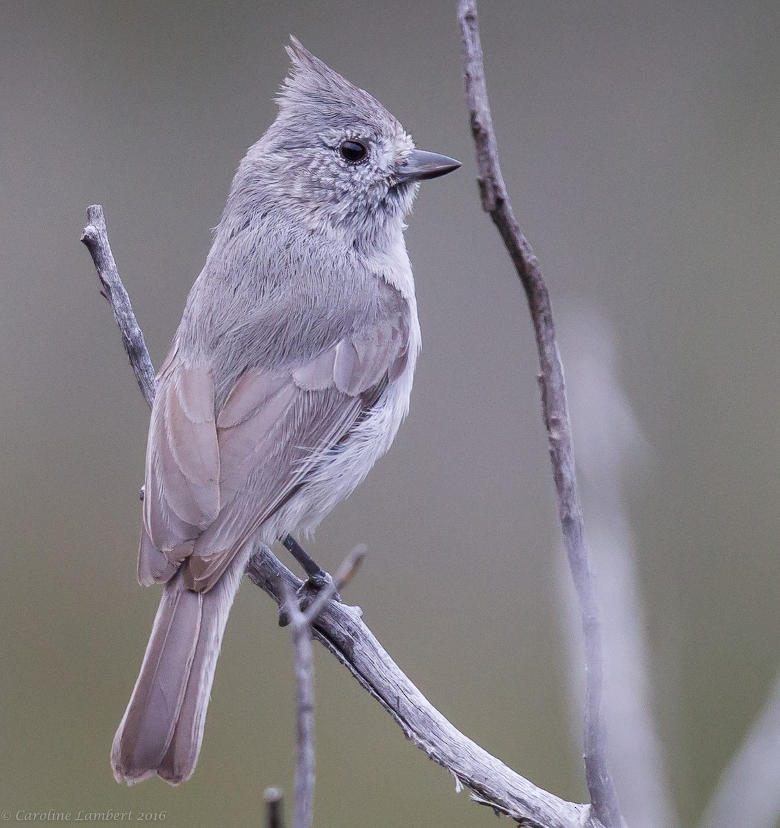 Juniper Titmouse - ML41427621