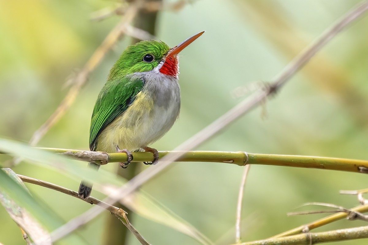 Puerto Rican Tody - Matt Felperin