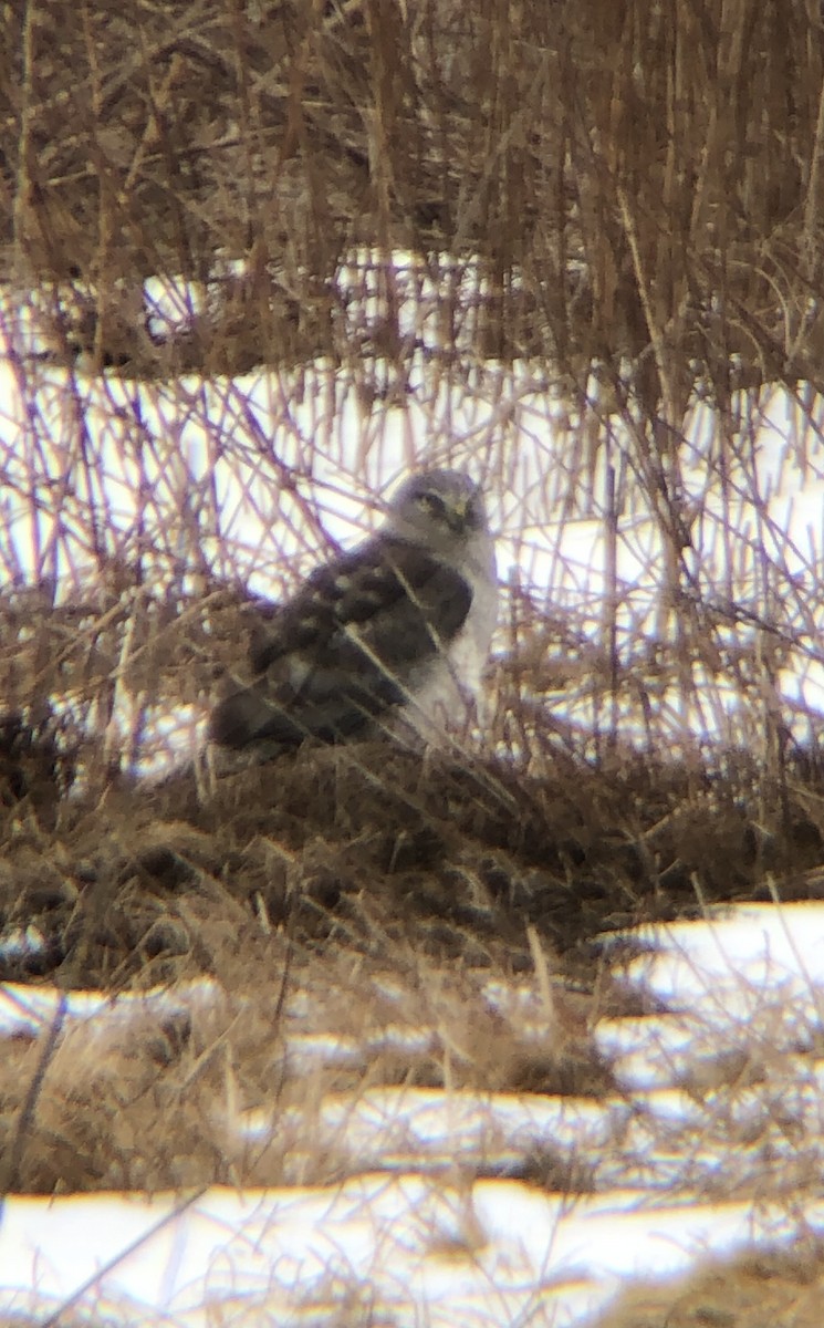 Northern Harrier - ML414278811