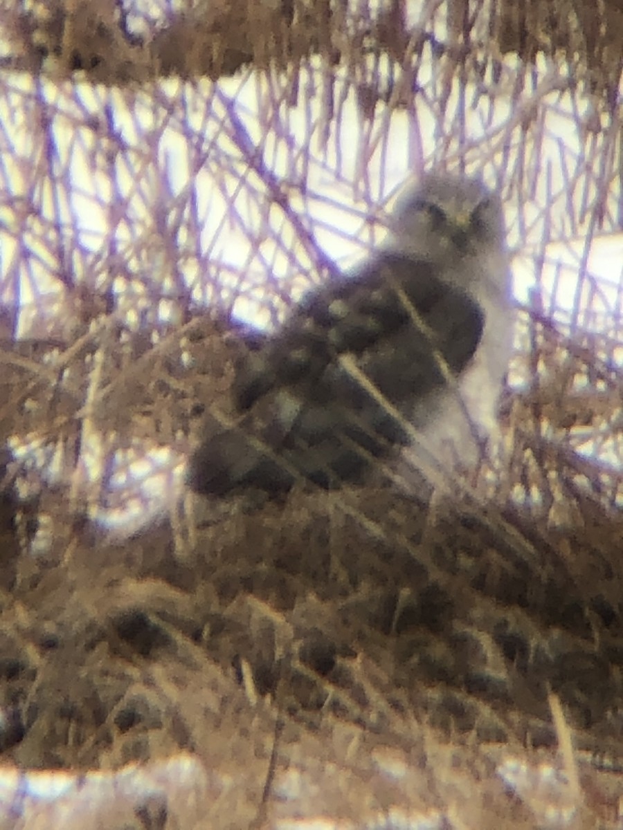 Northern Harrier - ML414278831