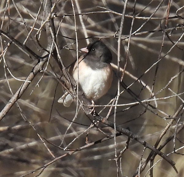 Junco Ojioscuro - ML414280111