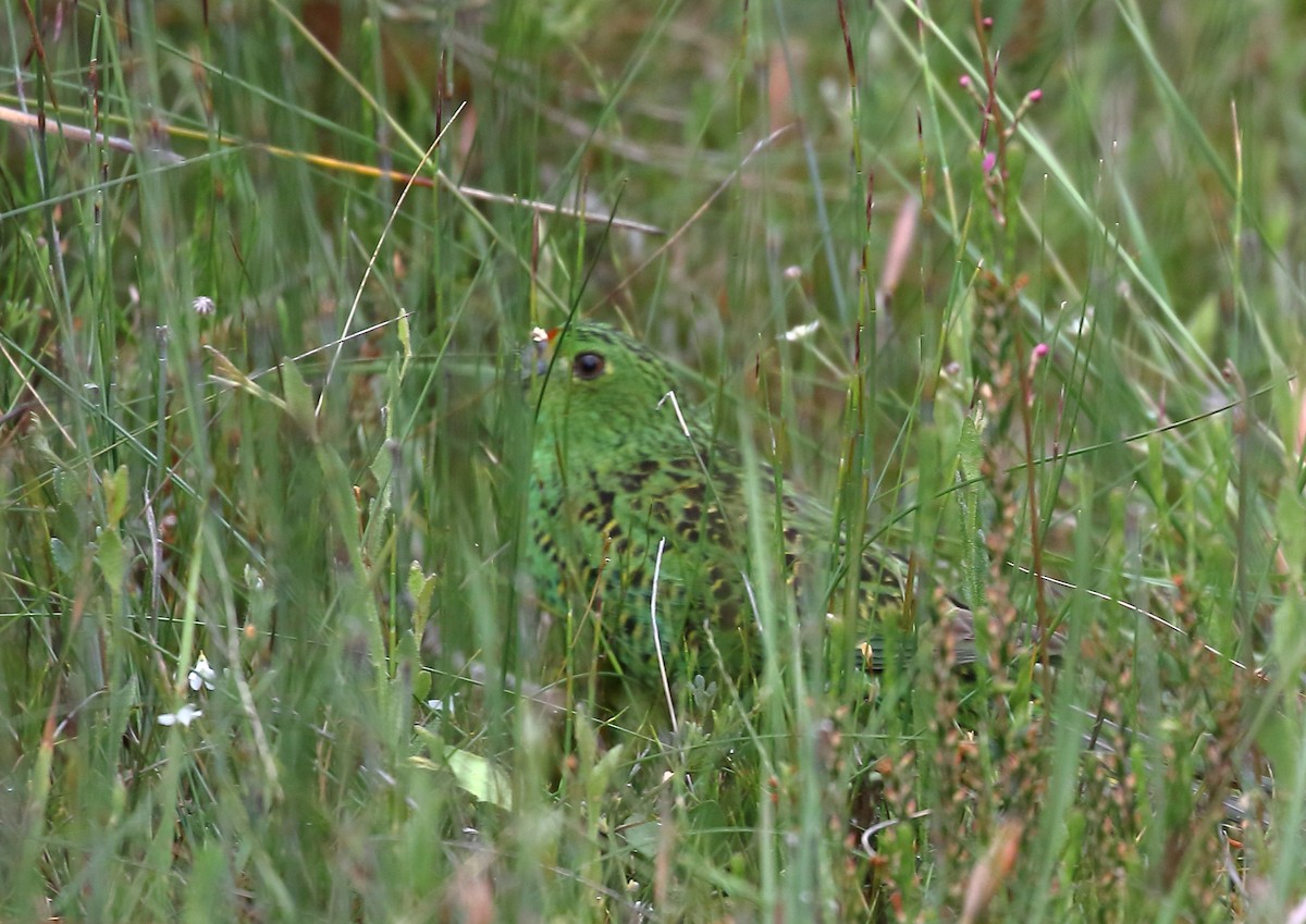 Ground Parrot - ML41428251