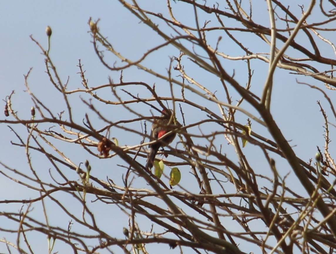 House Finch - ML414283411