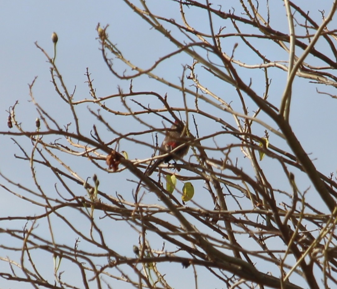 House Finch - ML414283421