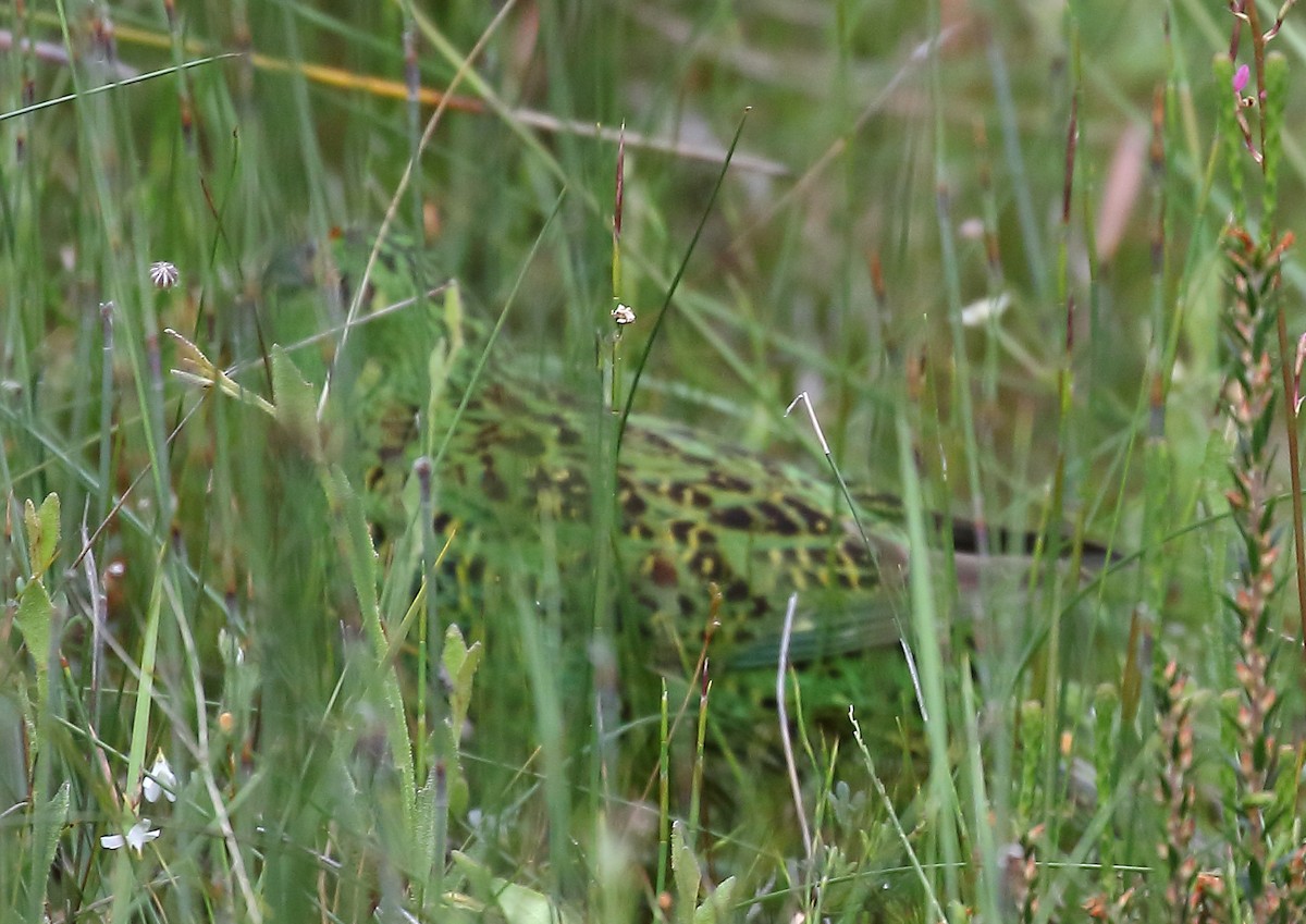 Ground Parrot - ML41428351