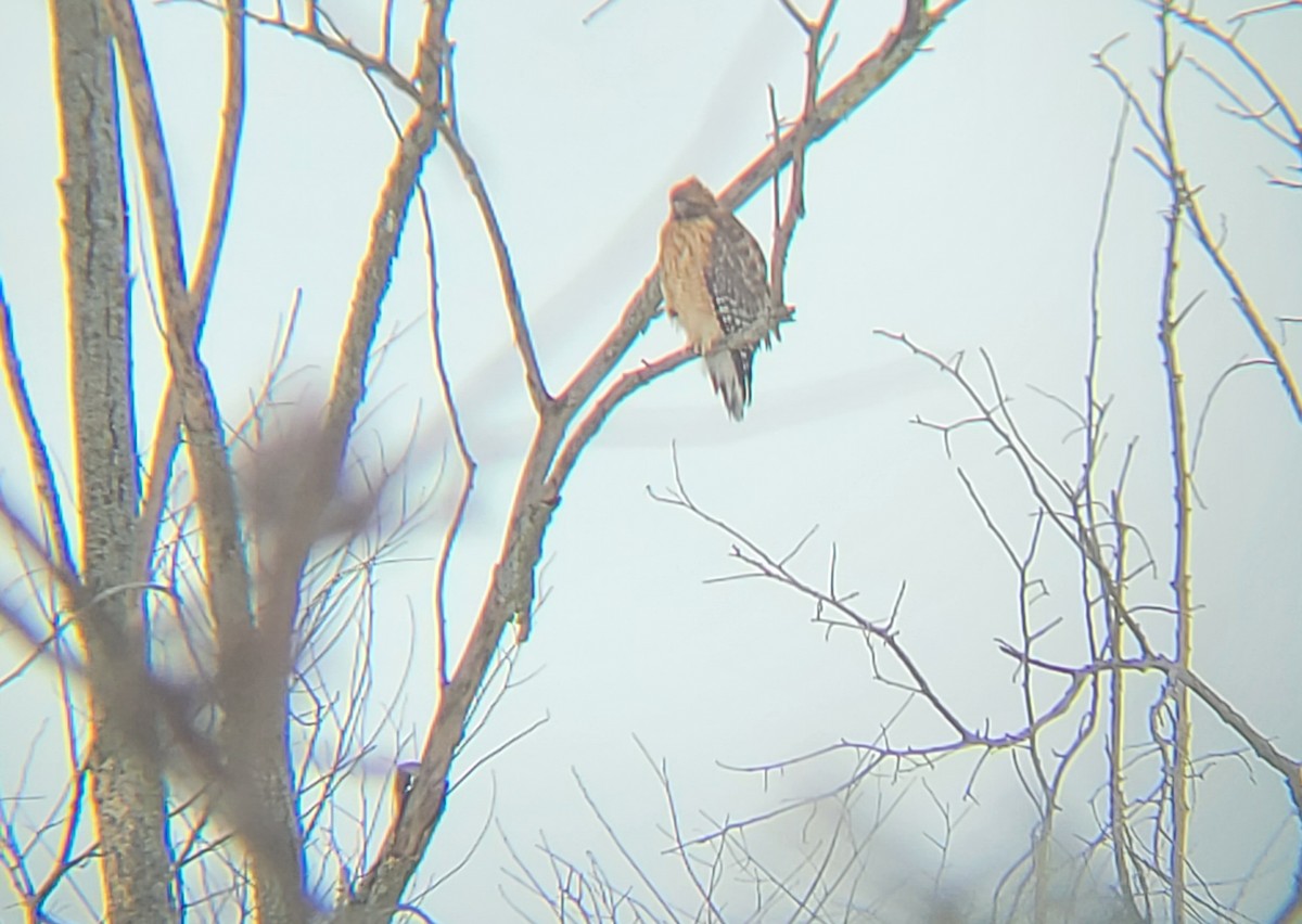 Red-shouldered Hawk - ML414283821