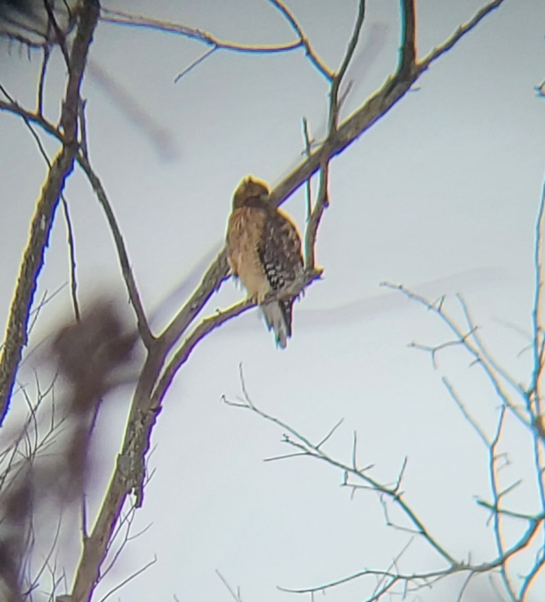 Red-shouldered Hawk - ML414283831
