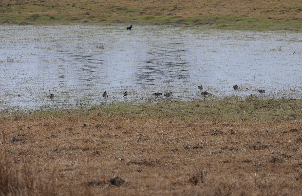 Wilson's Snipe - ML414284481