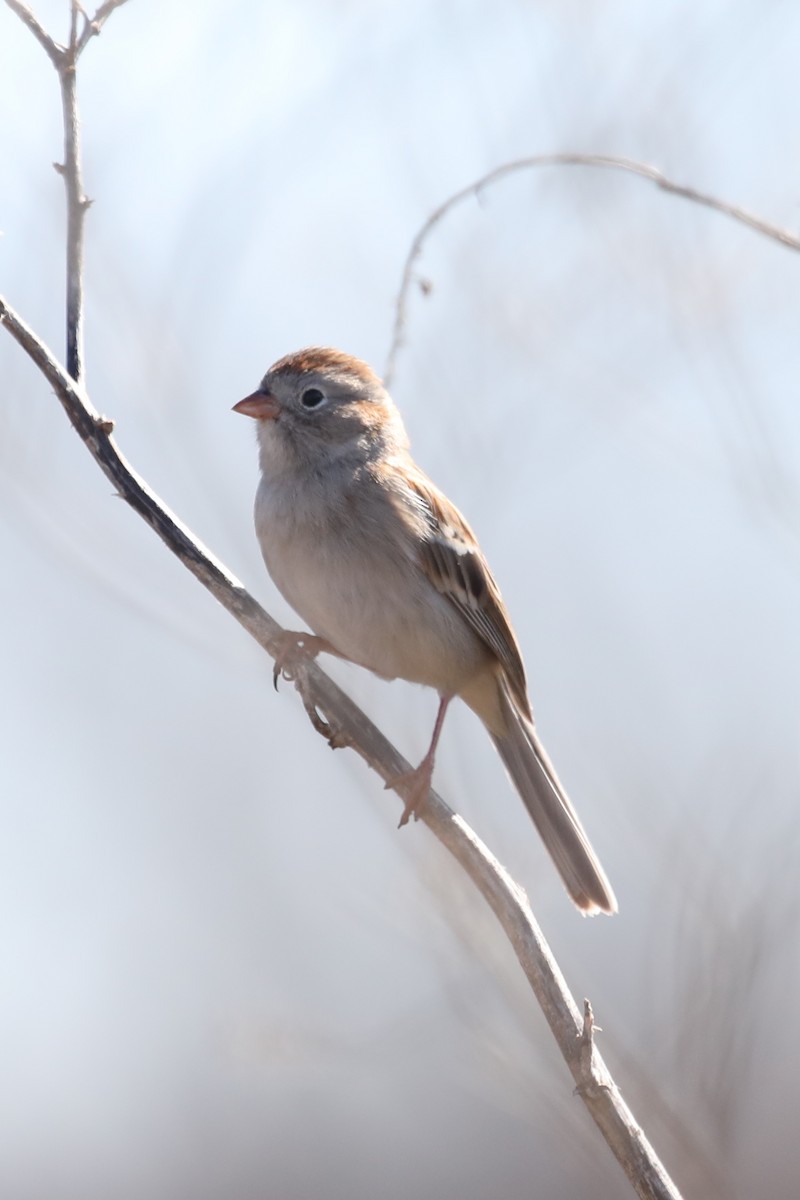 Field Sparrow - ML414286291