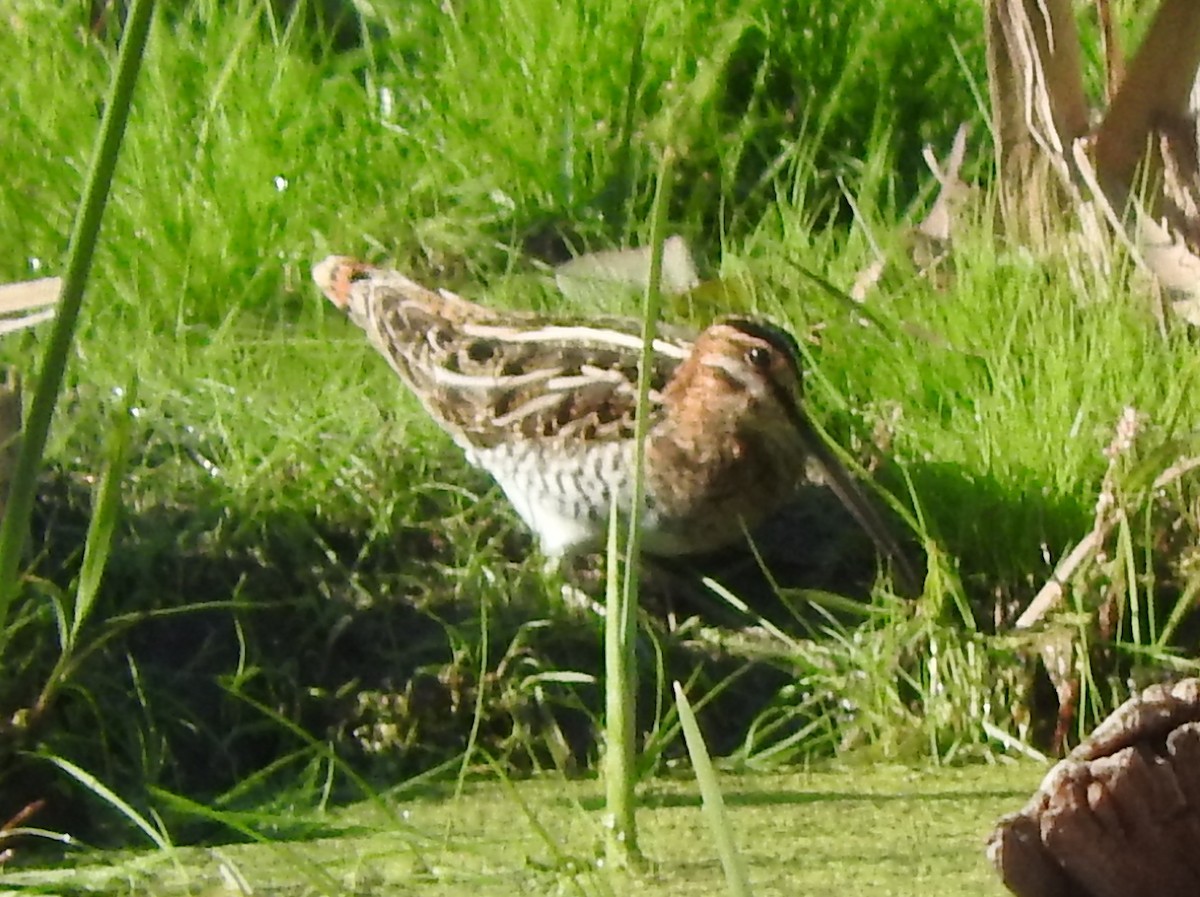 Wilson's Snipe - ML41428791