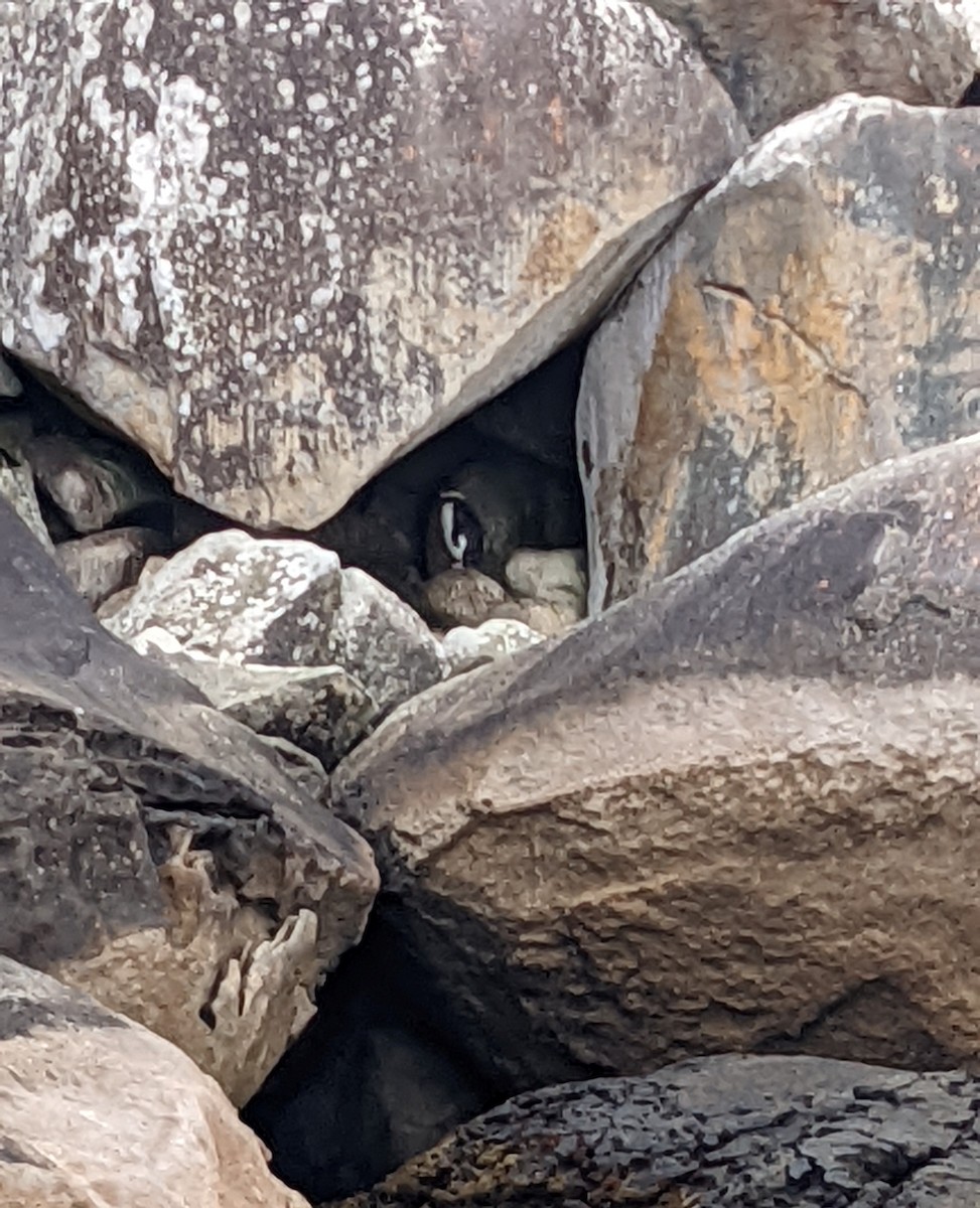Fiordland Penguin - ML414288221