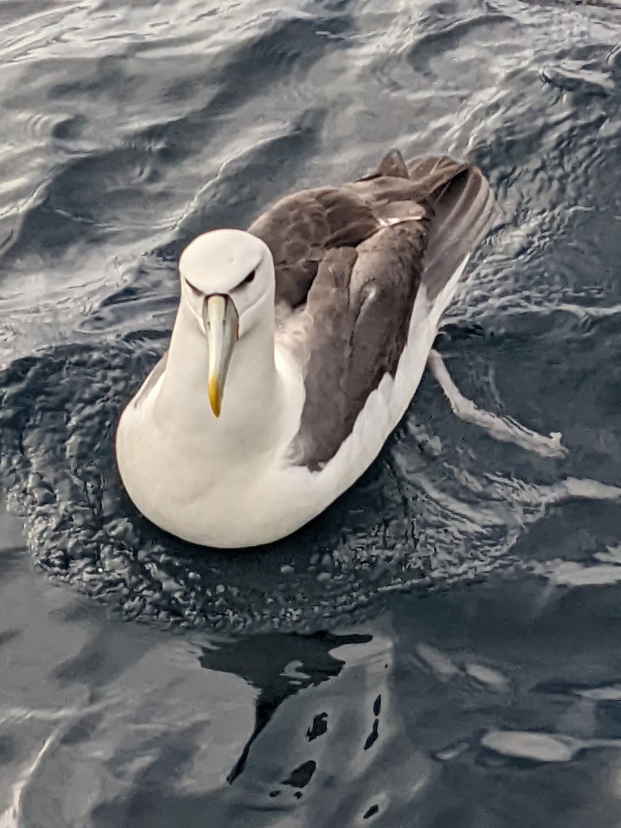 White-capped Albatross - ML414289141