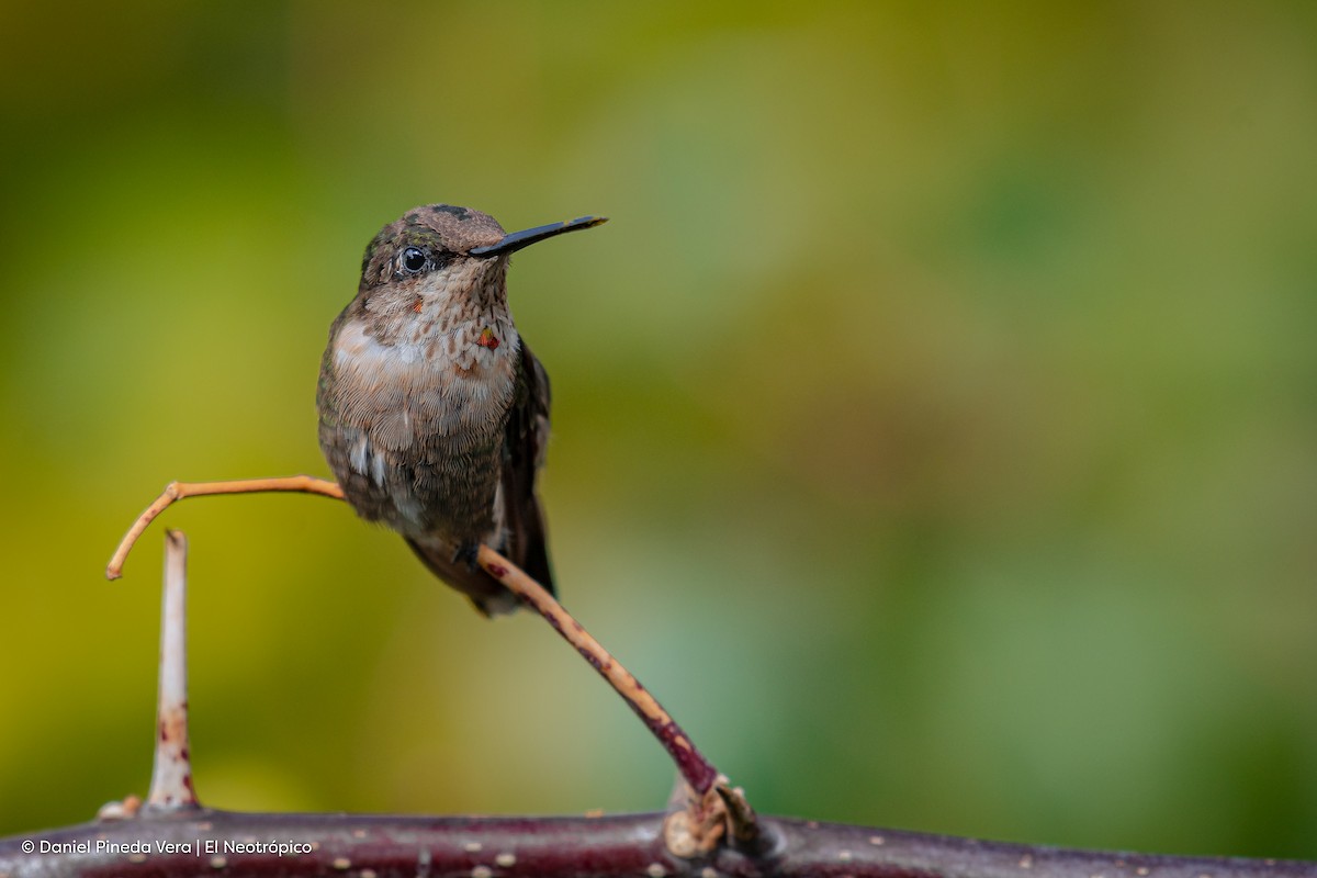 Ruby-throated Hummingbird - Daniel Pineda Vera