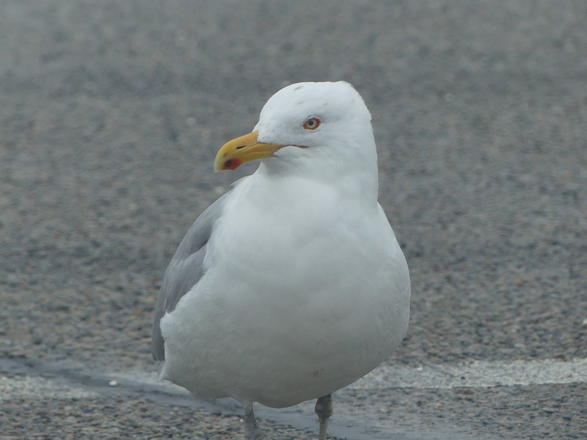 Herring Gull - Andrew Single