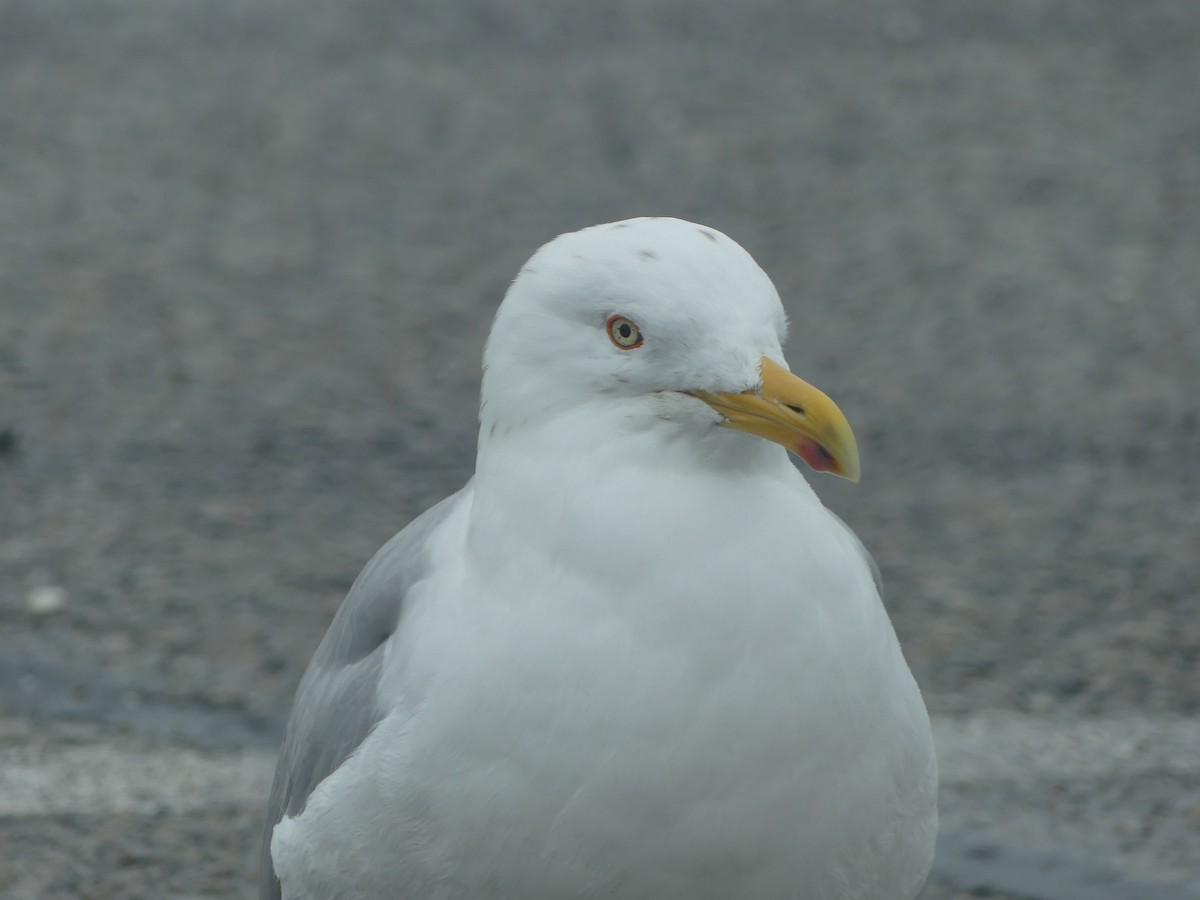 Herring Gull - ML414292181