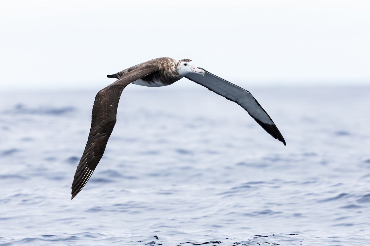 albatros amsterdamský - ML414292441