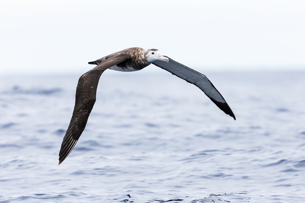 Amsterdam Albatross - ML414292441