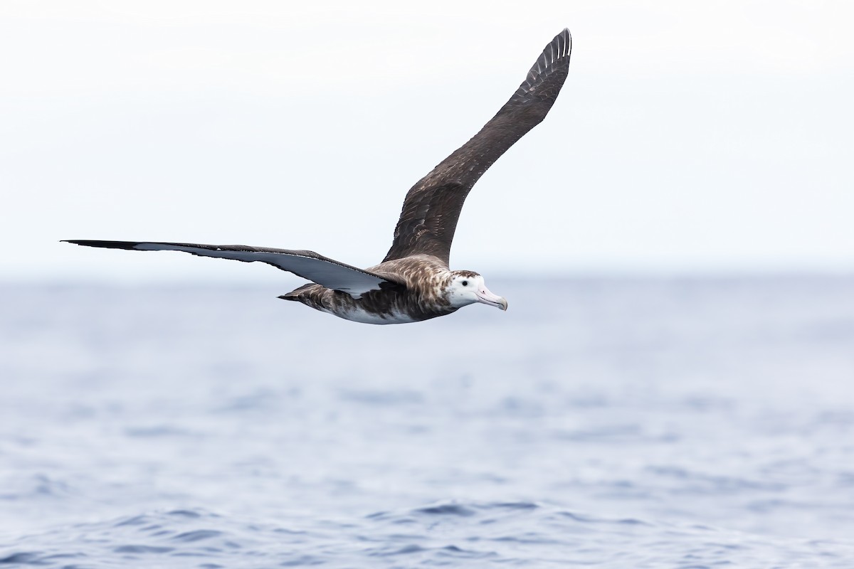 albatros amsterdamský - ML414292451