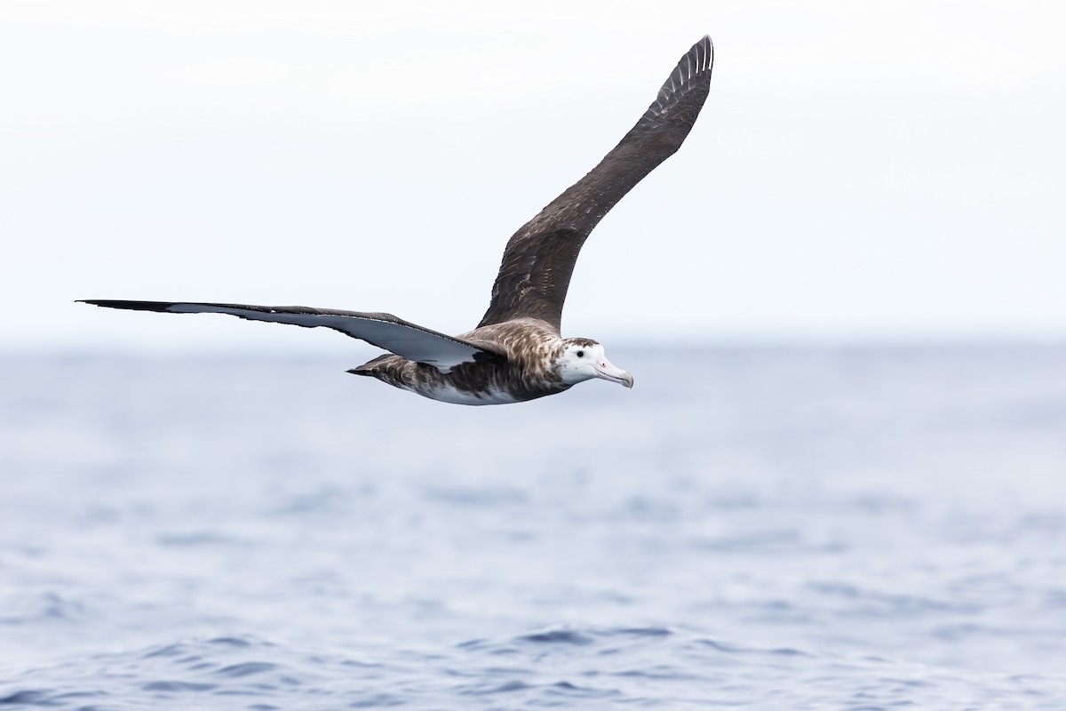 Amsterdam Albatross - ML414292451