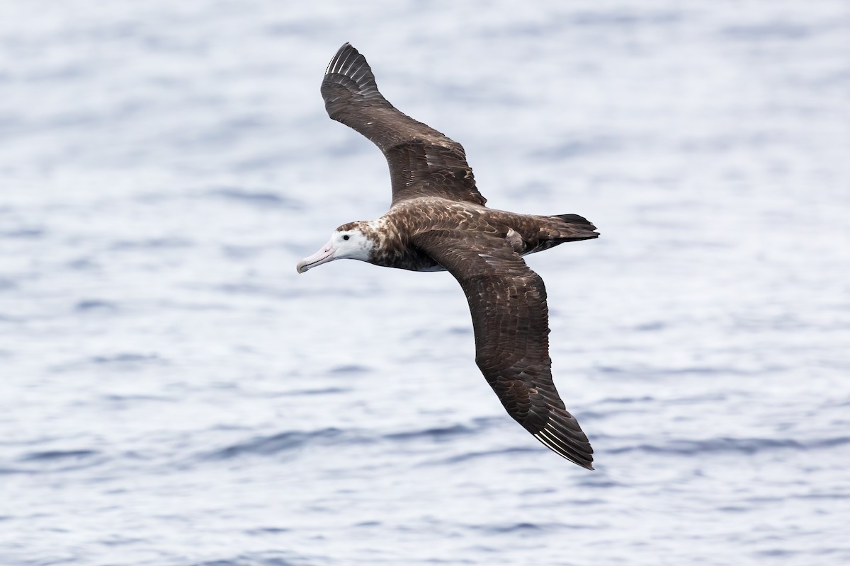 Amsterdam Albatross - ML414292461