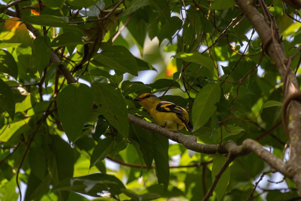 Minivet écarlate - ML414292471