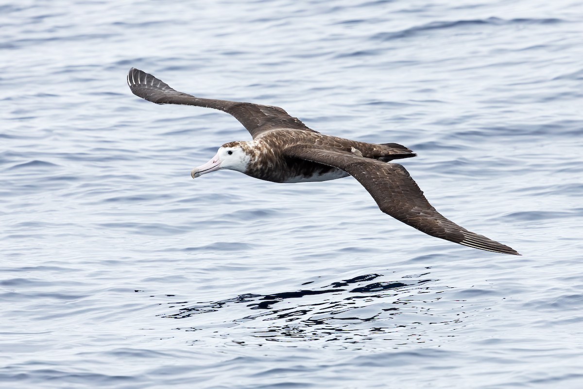 Amsterdam Albatross - ML414292511