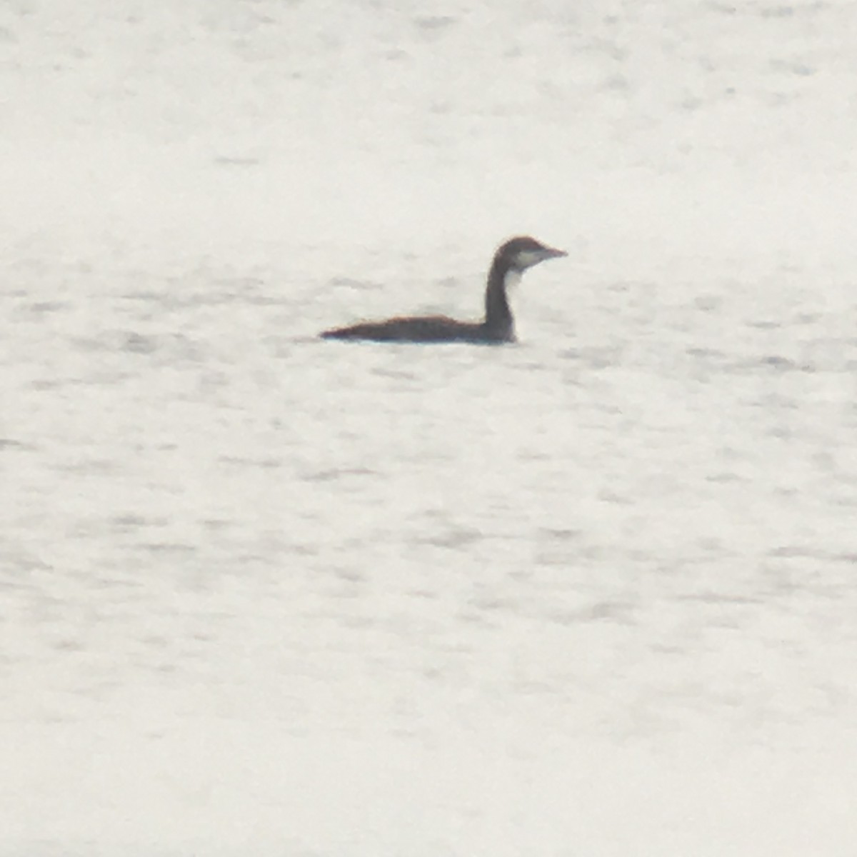 Pacific Loon - ML41429431