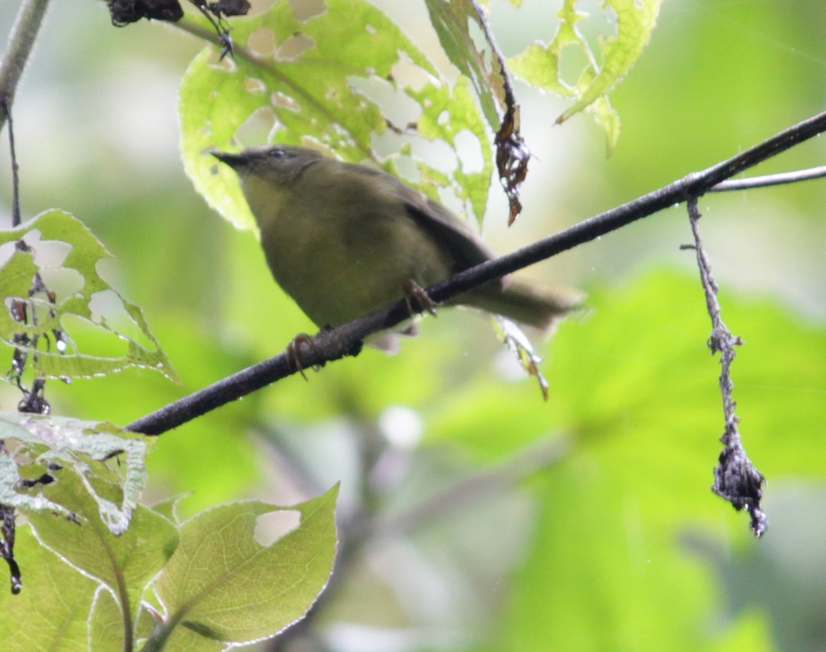 Russet-crowned Warbler - ML41429571