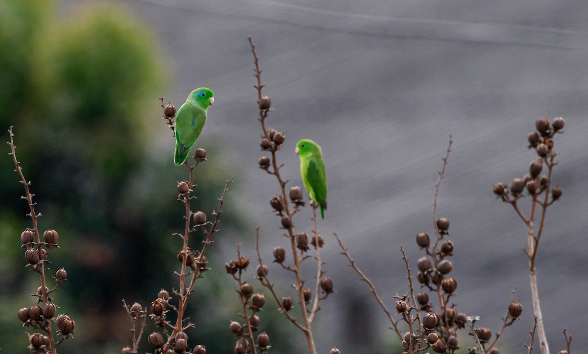 Spectacled Parrotlet - ML414296711