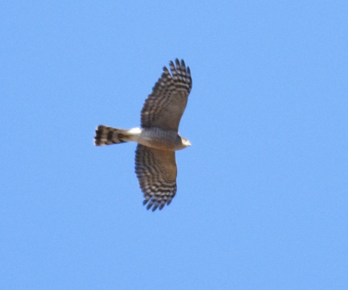 Sharp-shinned Hawk - ML414300191