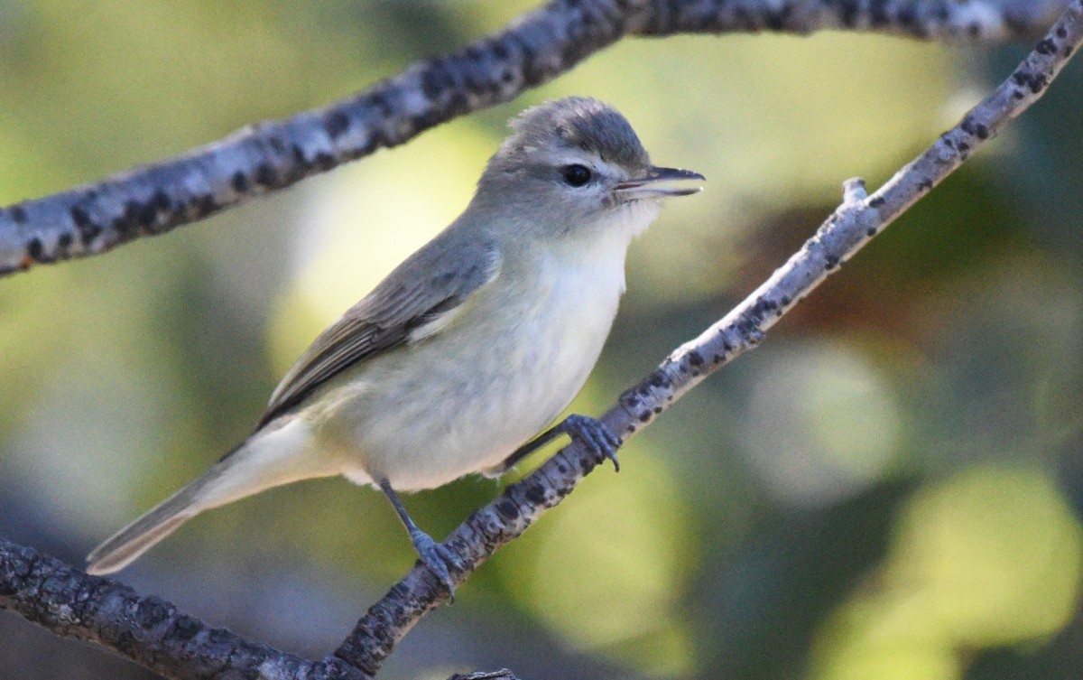 Warbling Vireo - ML414303241