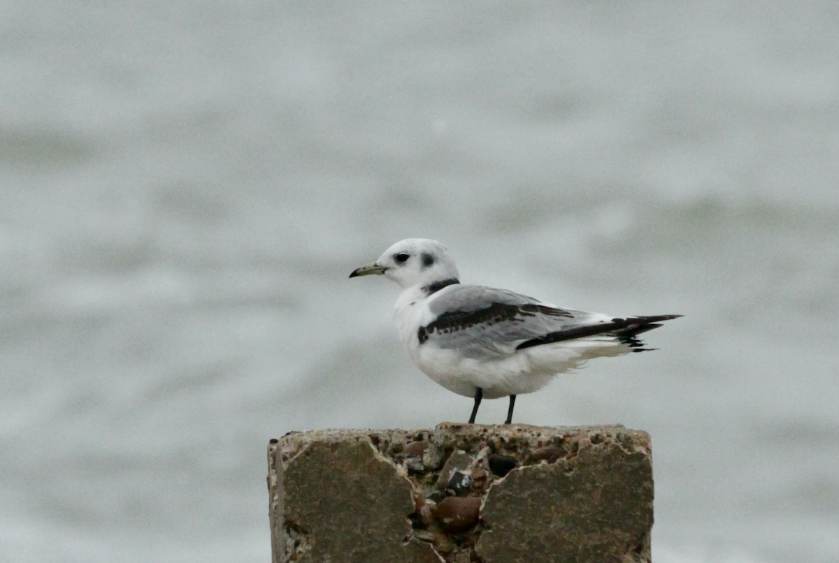 Black-legged Kittiwake - ML414304741