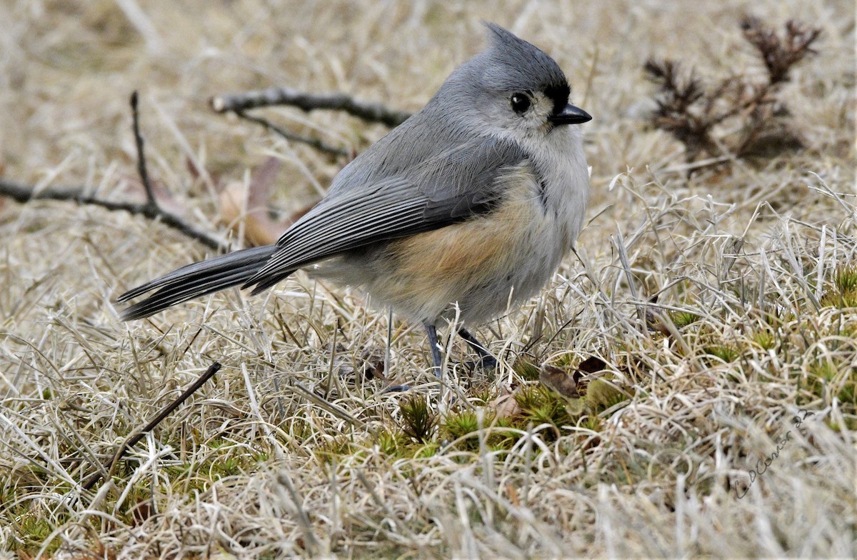 Mésange bicolore - ML414304771