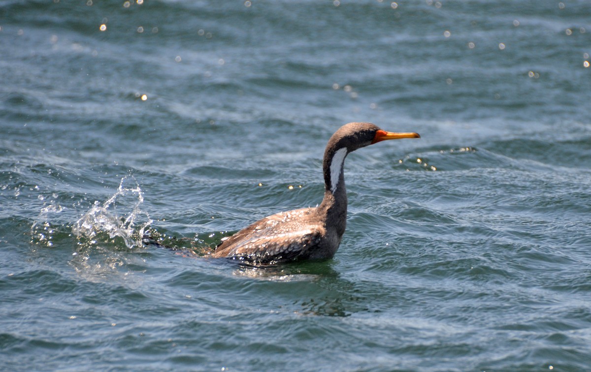 Red-legged Cormorant - ML414305001