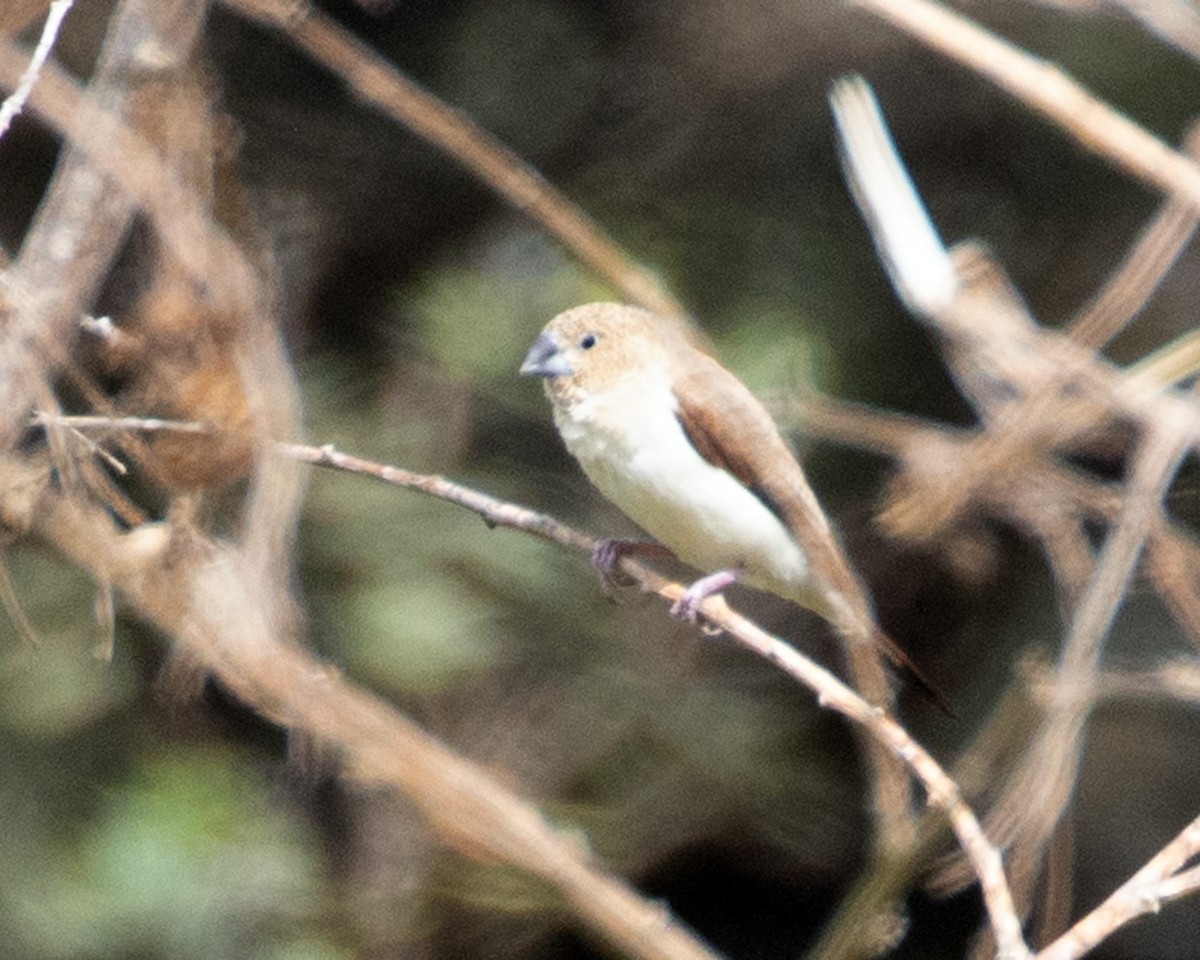 African Silverbill - ML414305301