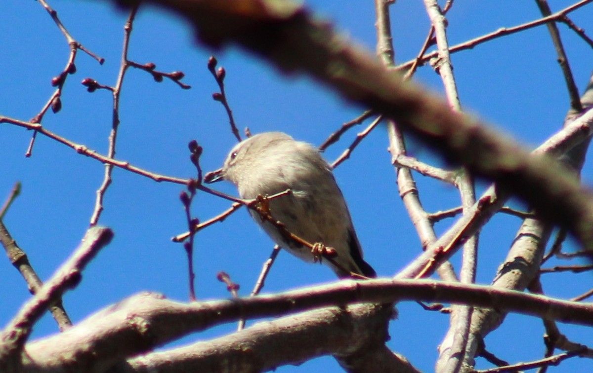 Golden-crowned Kinglet - ML414305791