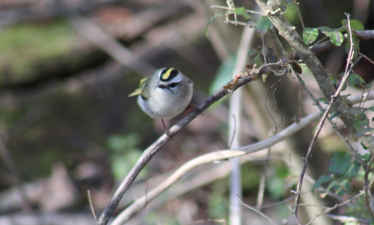 Golden-crowned Kinglet - ML414305831